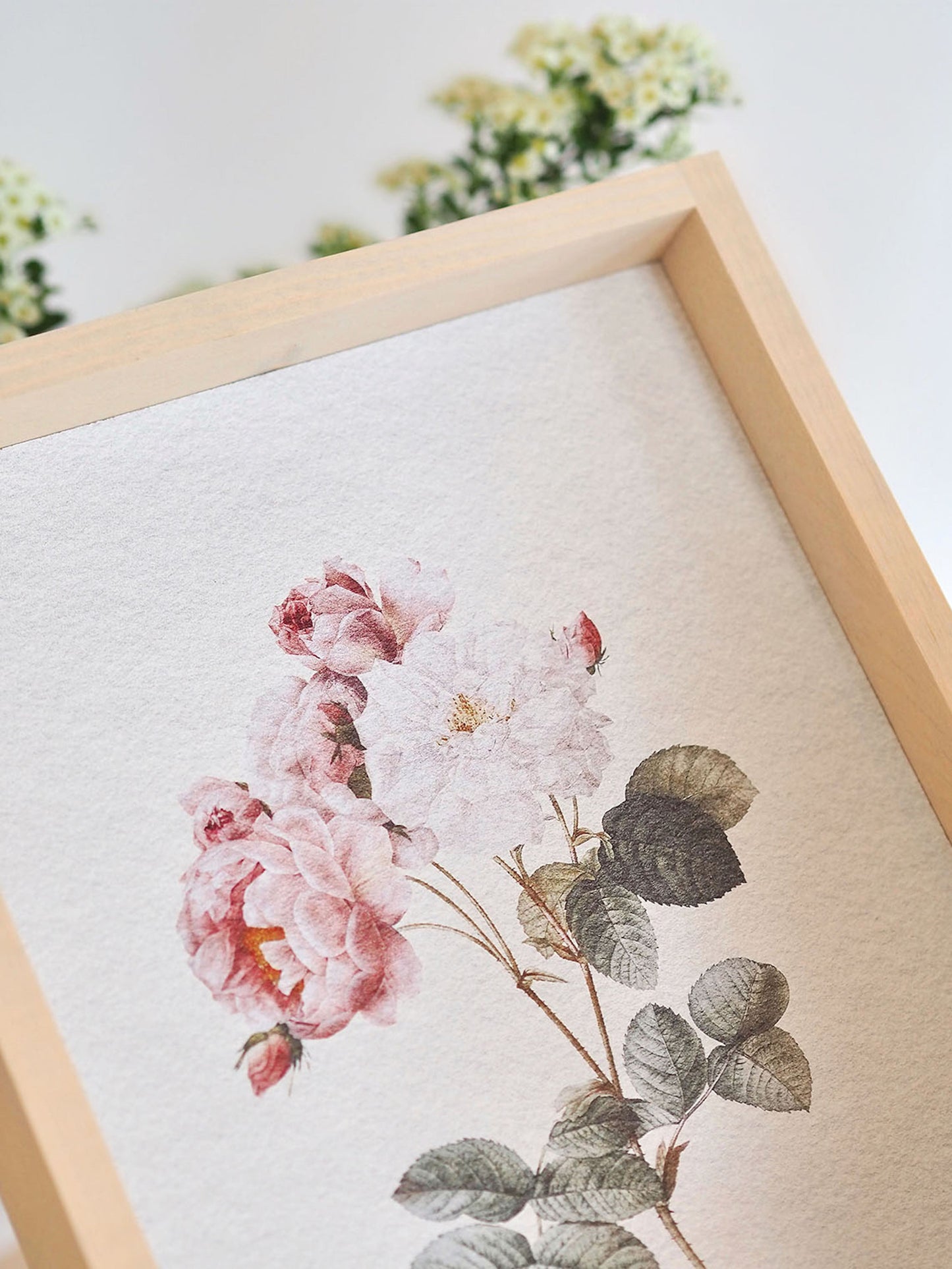 Water colour Rose Framed Print 12x9'